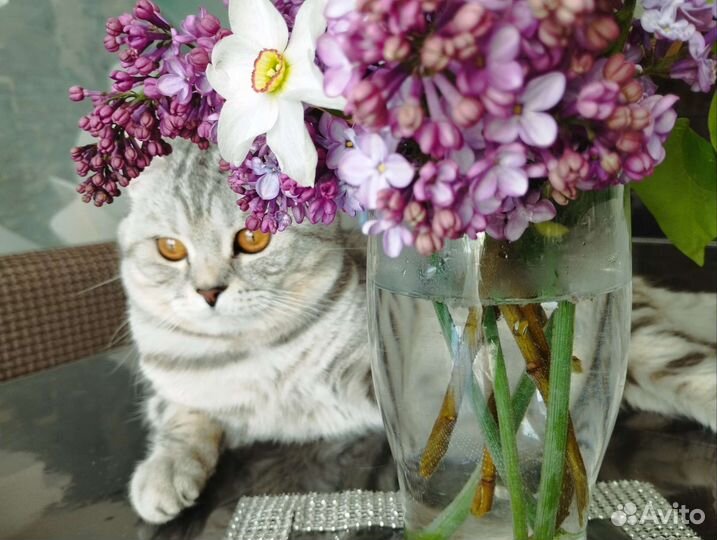 Кот британский для вязки