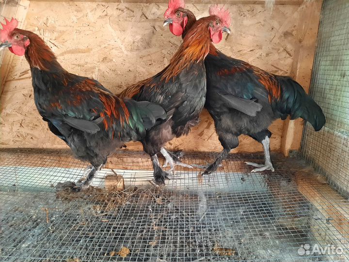 Петух маран черно медный