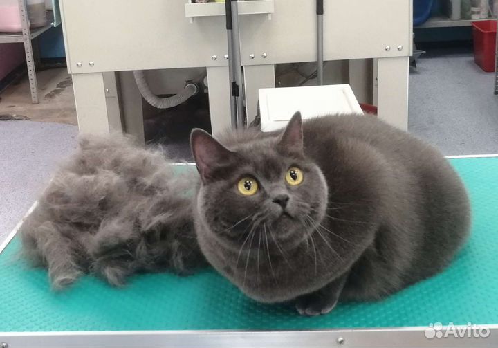 Груминг кошек с выездом