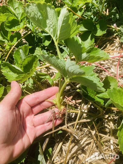 Рассада клубники Азия