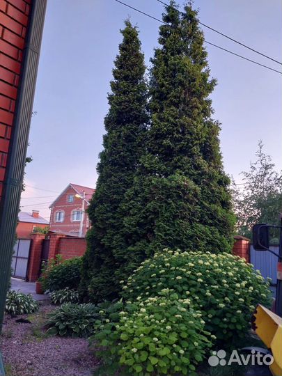 Туя западная