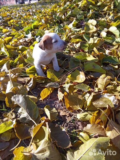 Щенки джек рассел терьер гладкошерстный