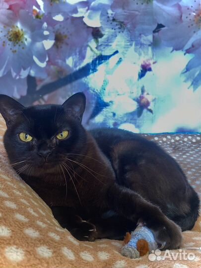 Передержка и выгул домашних животных