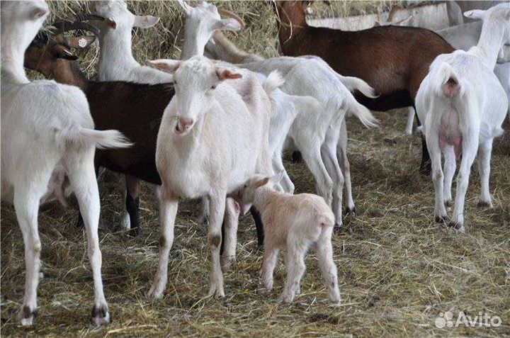 Зааненская коза и козлята
