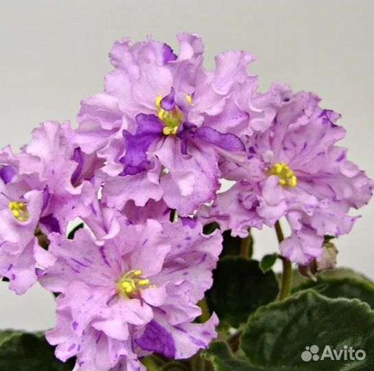 Фиалки срезы