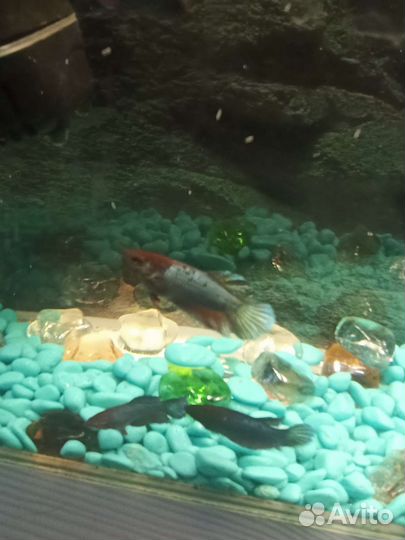 Рыбка петушок самка