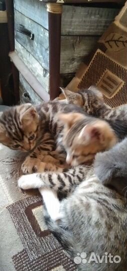 Бенгальская