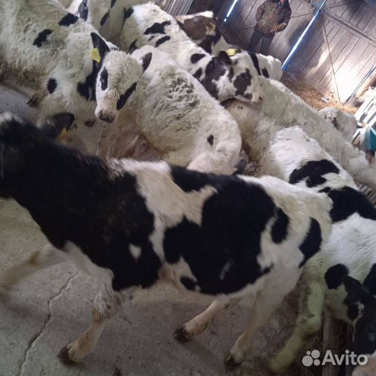 Бычки, телята, телки 1-3 мес