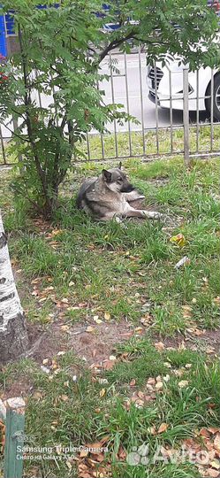 Собаки бесплатно