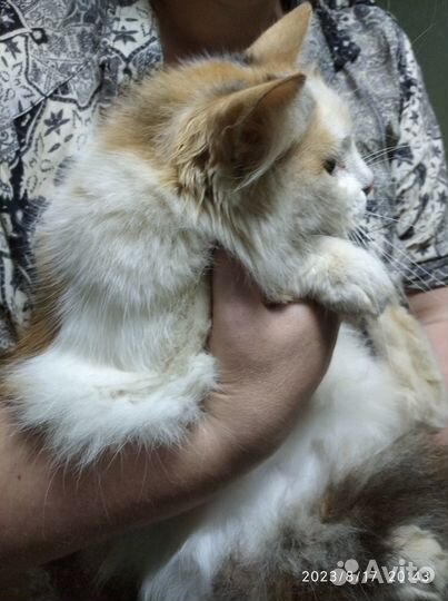 Мурочка осиротела