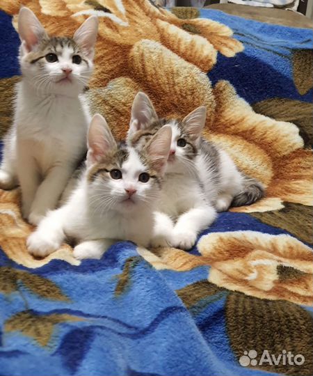 Котята мальчики и девочки