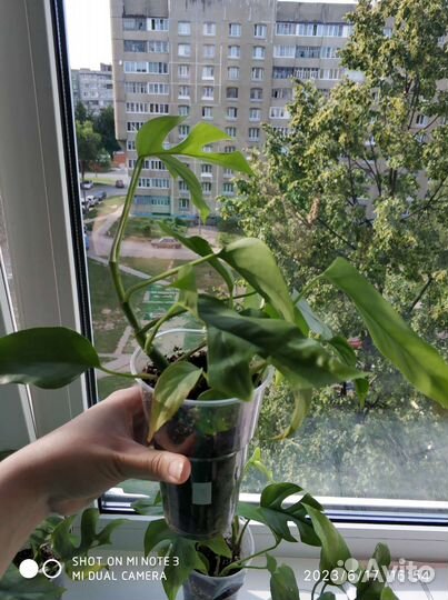 Рафидофора