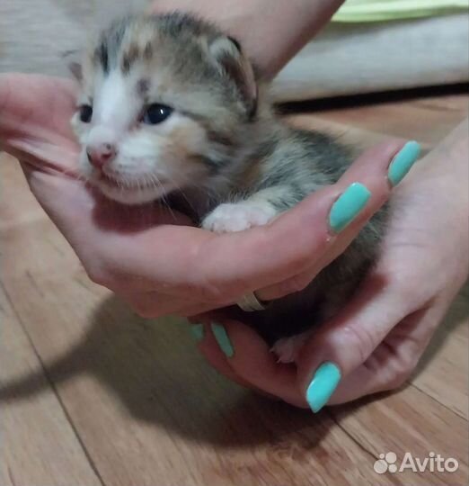 Отдам в добрые руки