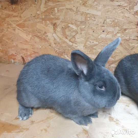 Чистопородные кролики