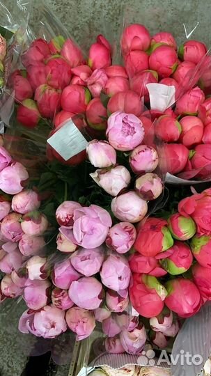 Пионы букет цветы