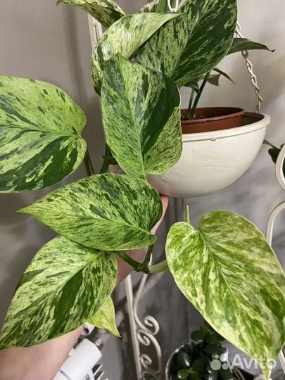 Сциндапсус Марбл Квин