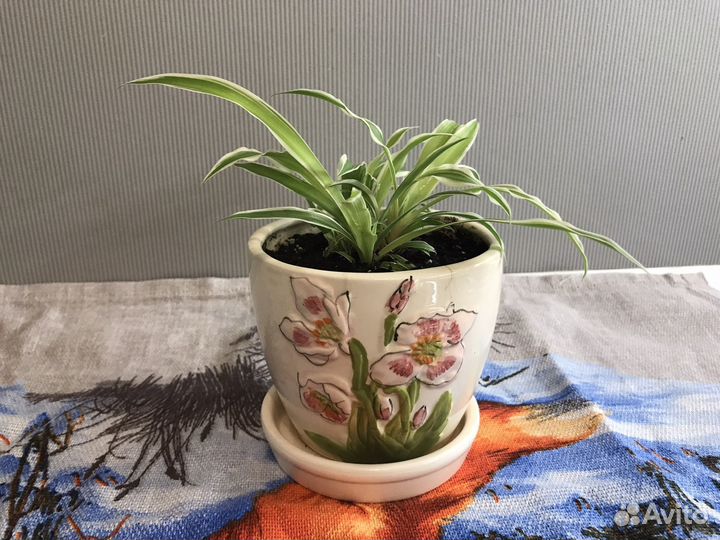 Хлорофитум хохлатый