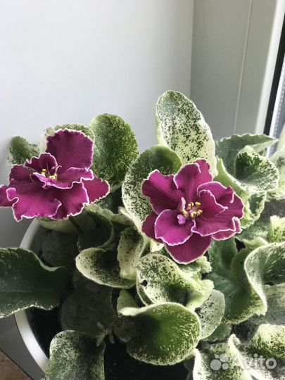 Сортовые фиалки узамбарские, сенполии