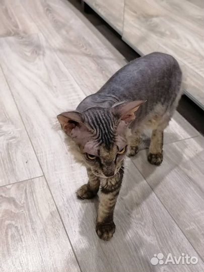 Котята канадский сфинкс браш