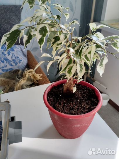Фикус бенджамина пестролистный