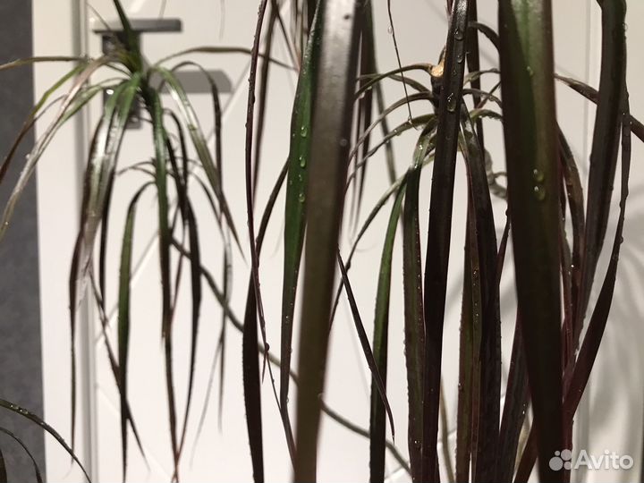 Пальма драцена Маргината самка дракона символ года