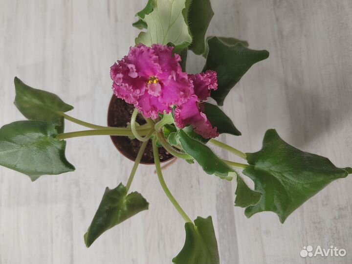 Фиалки и синнингия