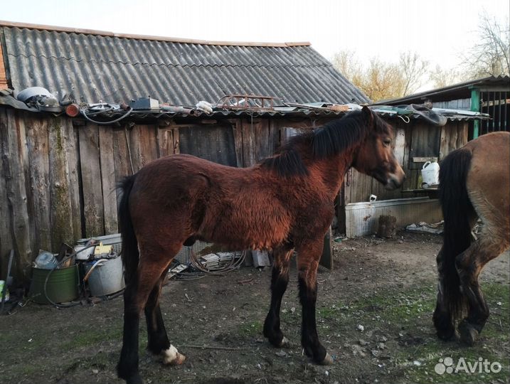 Жеребец 7 месяцев