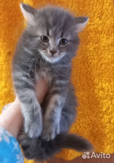 Сибирский котик