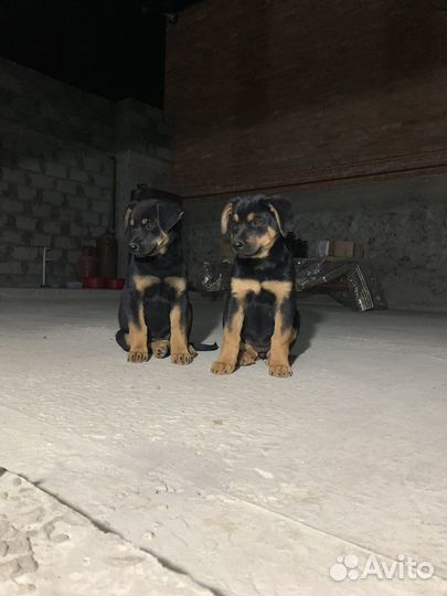 Собаки бесплатно