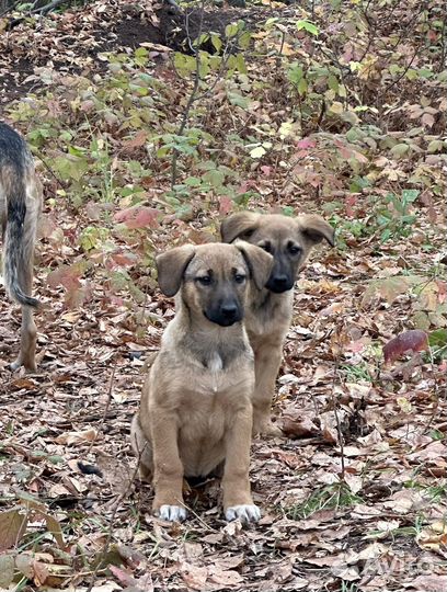 Щенок в добрые руки