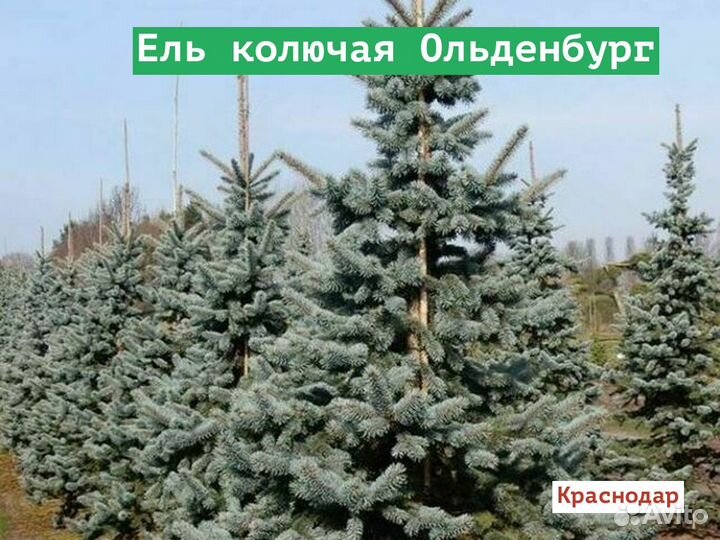 Ель колючая Ольденбург