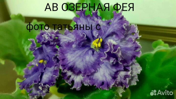 Сортовые фиалки на срез