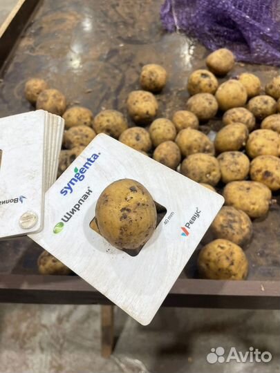 Продам семенной картофель сорт Ривьера