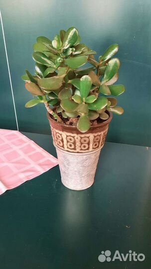 Денежное дерево