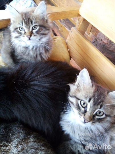 Котята в добрые руки даром