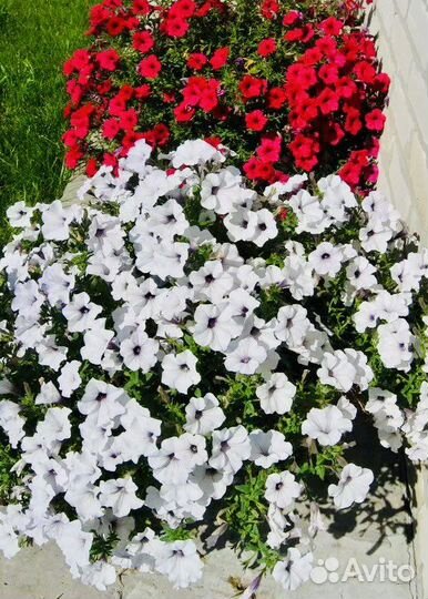 Петуния ампельная каскадная Тайдал Ред,Сильвер