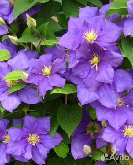 Саженцы клематиса