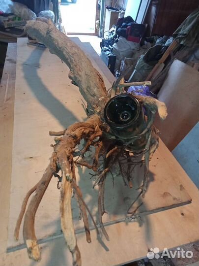 Эксклюзив. Немецкая бутылка в корневищах