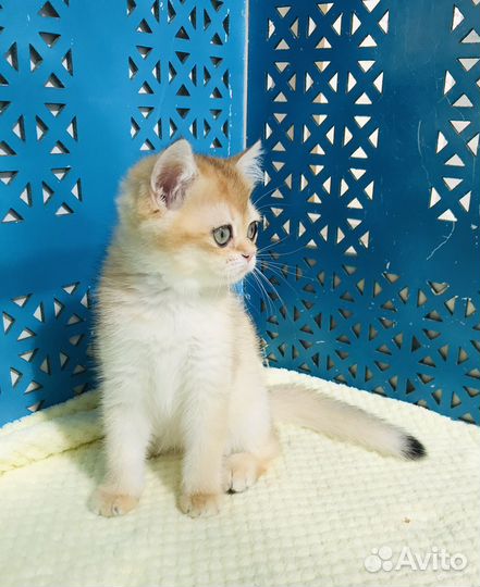 Котята золотая шиншилла