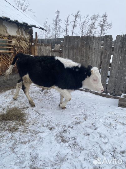 Быки живым весом продать