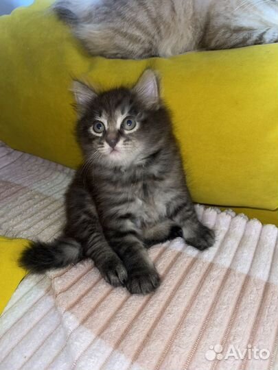 Котенок даром