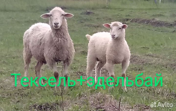 Бараны Овцы Ягнята Тексель Мясных пород овец