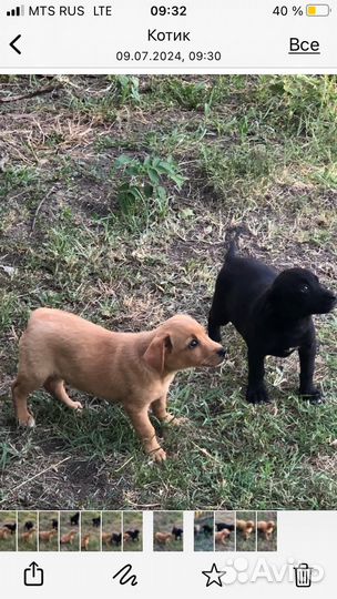 Щенки дворняги