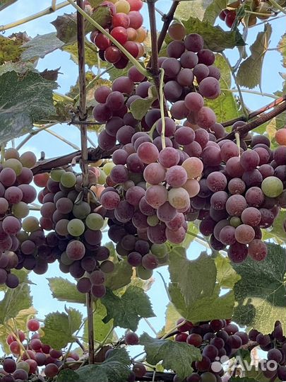 Виноград Лидия винный