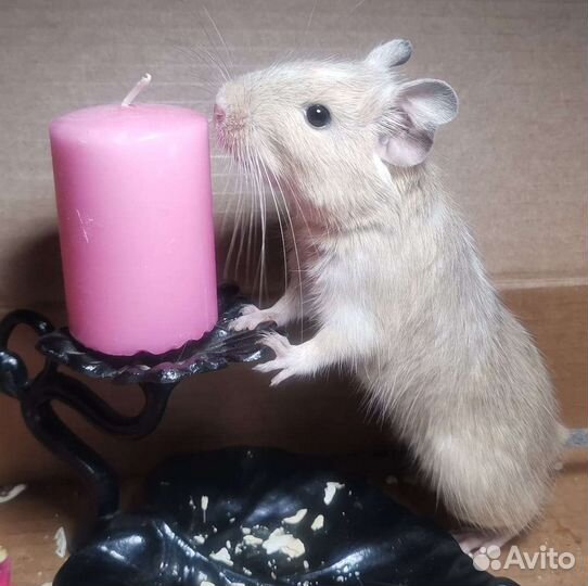 Белка дегу, все окрасы