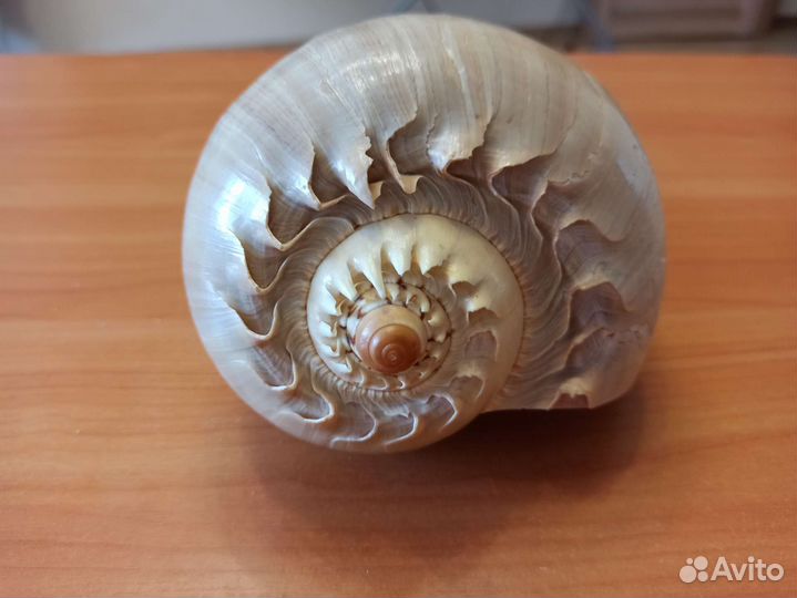 Морская раковина