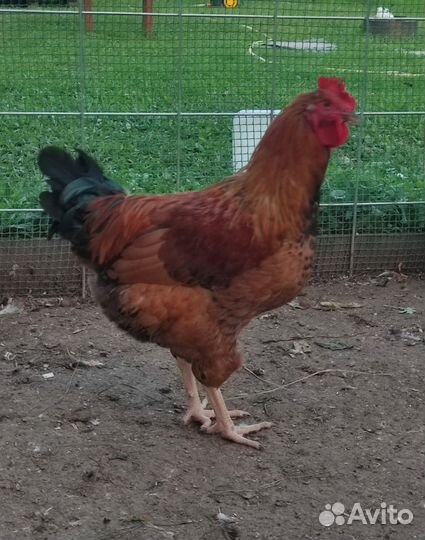 Петух кучинской юбилейный 5,5 месяца