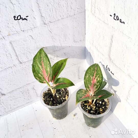 Аглаонема ред нерф (supreme)