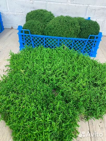 Стабилизированный мох