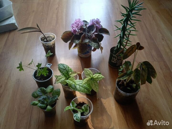 Домашние растения цветы